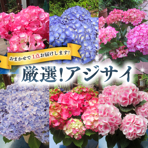 ≪先行予約≫アジサイ 【 おまかせ 1点 】【2025年4月上旬頃より発送開始】 植物 花 インテリア フラワー 紫陽花 お花 園芸 初夏 梅雨 ガーデニング 154254 - 茨城県牛久市