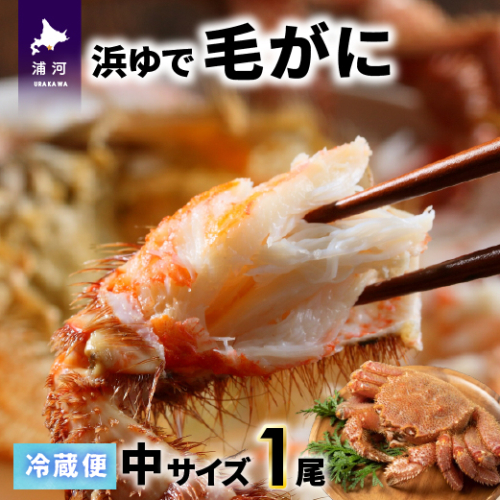 【今が旬！】漁協の浜ゆで毛がに 中サイズ１尾※日付指定対応不可※[02-1417] 1542692 - 北海道浦河町