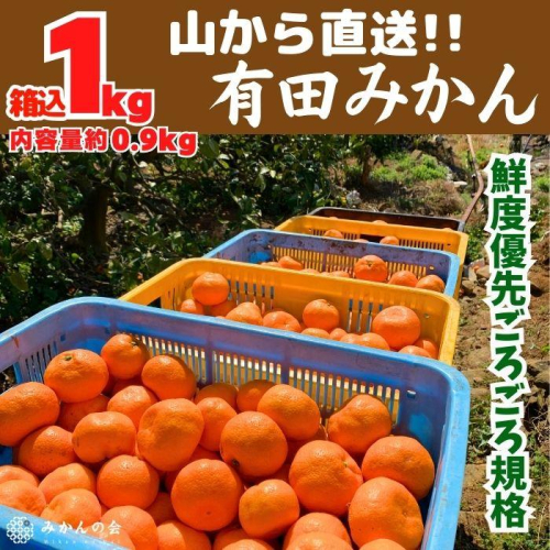 みかん 山から直送 箱込 約1kg(内容量約 0.9kg) サイズミックス 和歌山県産 産地直送 家庭用［2025年11月中旬より2026年1月中旬頃順次出荷予定］［みかんの会］ 1543410 - 和歌山県有田川町