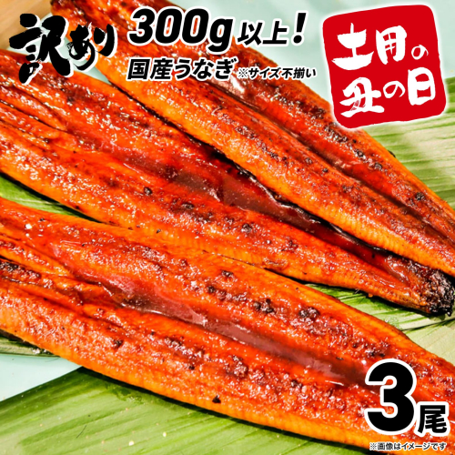 K1804 【訳あり】さかい河岸水産の国産うなぎ3尾 300g以上! ※サイズ不揃い 155171 - 茨城県境町