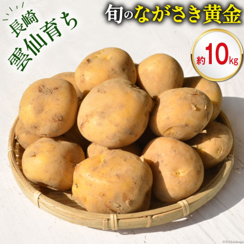【島原半島育ち】 春 じゃがいも ながさき黄金 約10kg [まるまさ 長崎県 雲仙市 item1925] 芋 ジャガイモ じゃが芋 春じゃが 10キロ 期間限定 1552614 - 長崎県雲仙市