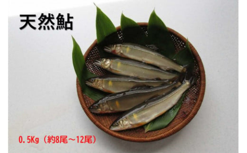 【先行予約】八戸川　天然鮎（0.5kg)＜2025年6月10日よりお届け＞【192_2001】 1564604 - 島根県浜田市