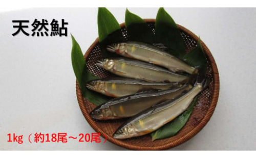 【先行予約】八戸川　天然鮎（１kg)＜2025年6月10日よりお届け＞【192_2000】 1564605 - 島根県浜田市