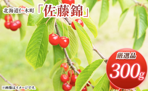 [先行受付] 北海道 仁木町産 厳選品 サクランボ 佐藤錦  300g（300g×1パック） Lサイズ以上 さくらんぼ チェリー 果物 くだもの フルーツ [松山商店] 1564973 - 北海道仁木町