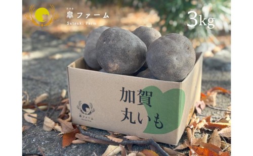 能美市特産品加賀丸いも 3kg 山芋 やまいも 石川県 お取り寄せ 1570089 - 石川県能美市