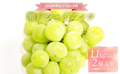 ＜2025年発送分 先行予約＞梅村ファーム 朝摘み直送 瀬戸ジャイアンツ（2房入り 1.1kg以上）【030-a012】 1598412 - 岡山県鏡野町
