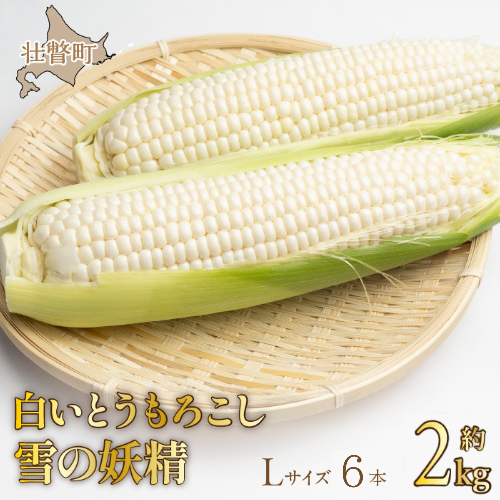 <2025年9月上旬よりお届け>【朝採り】北海道壮瞥産 白いとうもろこし「雪の妖精」Lサイズ6本(約2kg) SBTQ005 1602138 - 北海道壮瞥町