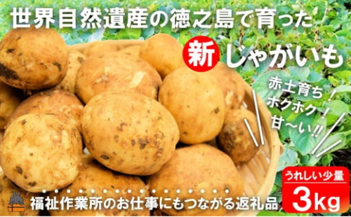 2303《2026年春お届け！》福祉作業所の仕事にもつながる！徳之島の“新”じゃがいも（3kg）( バレイショ 野菜 旬 春 徳之島 奄美 鹿児島 肉じゃが カレー じゃがバター 美味しい 人気 オススメ 福祉作業所 雇用 少量 お一人様 使いきり )