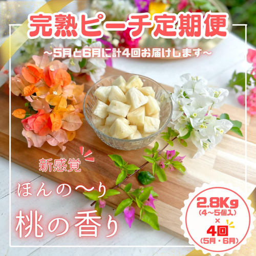 【よくばりピーチ定期便★約2.8kg×4回】☆新感覚☆ 桃のような芳醇な香りのする『西表島産 完熟ピーチパイン』　西表島ナウパカ 1623847 - 沖縄県竹富町