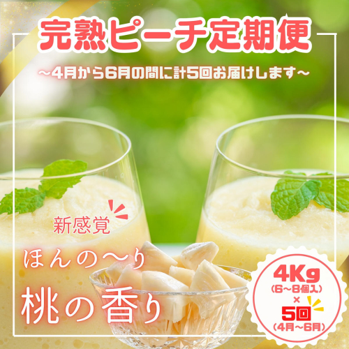 【よくばりピーチ定期便★約４kg×５回】☆新感覚☆ 桃のような芳醇な香りのする『西表島産 完熟ピーチパイン』　西表島ナウパカ 1623936 - 沖縄県竹富町