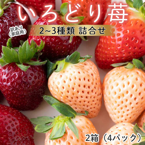 【2月～5月 順次配送】玄海町産いろどりいちご詰め合わせ（家庭用・訳あり） 1626446 - 佐賀県玄海町