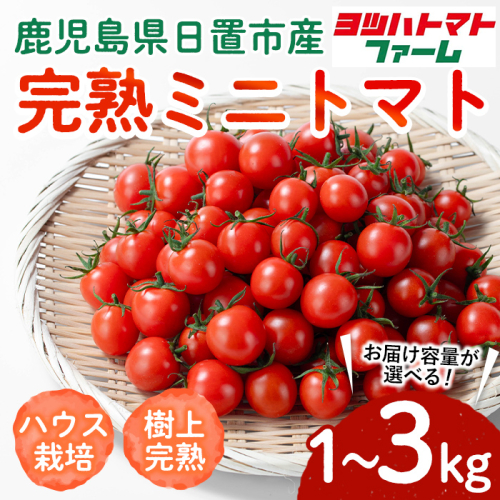No.1195-A/1195-B/1195-C ＜内容量が選べる！＞ハウス栽培 完熟ミニトマト(1～3kg) 国産 九州産 トマト とまと ミニトマト 野菜 ハウストマト 完熟 産地直送【ヨツハトマトファーム】 1637779 - 鹿児島県日置市