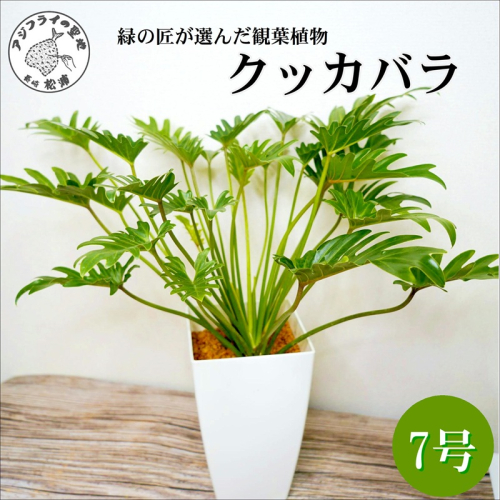 緑の匠がえらんだ観葉植物 素敵な空間づくりに クッカバラ 7号( クッカバラ 観葉植物 インテリア 植物 新築祝い 贈り物 開店祝い 引っ越し祝い 送料無料 )【B8-022】 1639405 - 長崎県松浦市