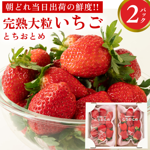 完熟 とちおとめ 2パック 先行予約 大粒 イチゴ 苺 いちご フルーツ 果物 [AF056ci] 164909 - 茨城県筑西市