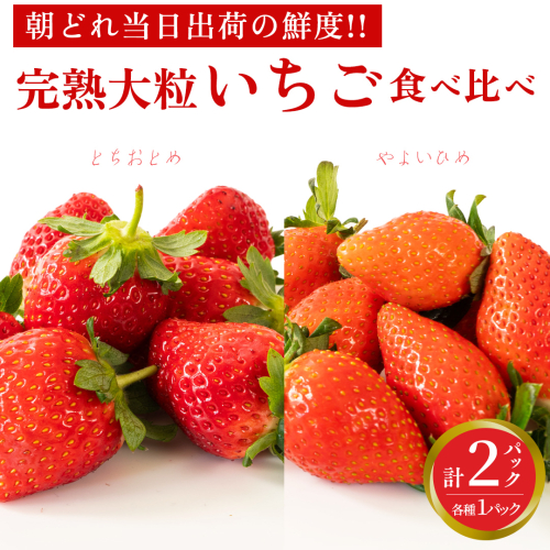 完熟 やよいひめ ・ とちおとめ 食べ比べ 2パック 先行予約 大粒 イチゴ 苺 いちご フルーツ 果物 [AF060ci] 164913 - 茨城県筑西市