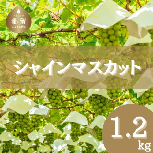【2025年 先行予約】山梨県産 シャインマスカット 1.2kg (2房~3房) 先行予約 フルーツ シャイン シャインマスカット ブドウ 葡萄 ぶどう 164972 - 山梨県都留市