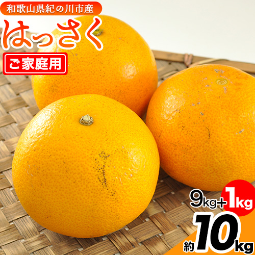 【先行予約】【ふるさと納税】【訳あり/ご家庭用】先行予約 紀の川八朔 9kg+1kg 計約10kg サンファーム《2026年1月上旬-3月末頃出荷》和歌山県 紀の川市 166541 - 和歌山県紀の川市