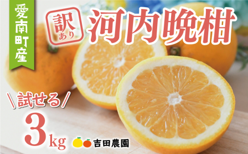 訳あり 河内晩柑 3kg 5000円 お試し用 みかん わけあり かわちばんかん 愛南ゴールド あいなん ゴールド 夏 文旦 グレープフルーツ 和製 家庭用 少量 お試し 産地直送 国産 農家直送 期間限定 数量限定 ビタミン 健康 おいしい 特産品 ゼリー ジュース 人気 限定 さわやか 甘い フルーツ 果物 柑橘 蜜柑 規格外 吉田農園 愛南町 愛媛県 1683483 - 愛媛県愛南町
