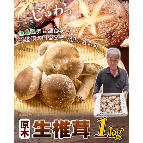 しいたけ 椎茸 生椎茸 1kg 荒木農産《出荷時期をお選びください》熊本 御船 原木椎茸 送料無料 1685837 - 熊本県御船町