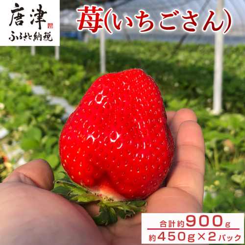 『先行予約』【12月上旬より順次発送】佐賀県唐津産いちごさん約450g×2パック(合計約900g) いちごさん イチゴ 果物 1698396 - 佐賀県唐津市