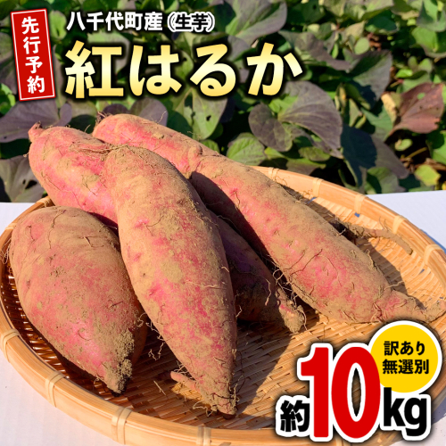 訳あり さつまいも 紅はるか 約 10kg 土付き 無選別 茨城 八千代町産 生芋 サツマイモ さつま芋 焼き芋 やきいも 芋 イモ 野菜 不揃い 規格外 長期熟成 おやつ デザート 秋 旬 農家直送 【 先行予約 2025年10月下旬以降発送 】 [AX010ya] 170599 - 茨城県八千代町