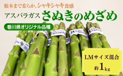 アスパラガス【さぬきのめざめ】約1kg LM混合 1723361 - 香川県東かがわ市