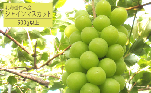 [先行受付] 北海道 仁木町産 厳選品 シャインマスカット1房（500g以上） 果物 ぶどう フルーツ 果物類 ブドウ マスカット [松山商店] 172579 - 北海道仁木町