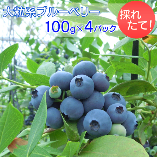 採れたて!大粒系ブルーベリー 100g×4パック ※2025年5月上旬〜7月上旬頃に順次発送予定 ※着日指定不可 173310 - 愛知県美浜町