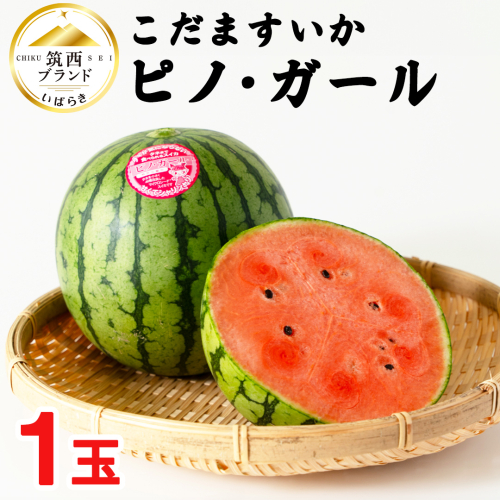 こだますいか 「 ピノ・ガール 」 1玉 2026年産 先行予約 筑西ブランド こだまスイカ 小玉スイカ すいか スイカ フルーツ 果物 [AF077ci] 173352 - 茨城県筑西市