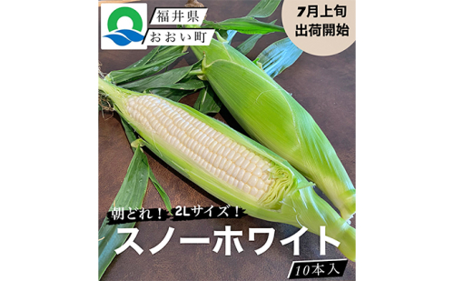 【先行受付 2022年7月出荷】スノーホワイト（ホワイトコーン）10本入り おおい町産 数量限定 とうもろこし 野菜 フルーツコーン 有機肥料 高糖度  174981 - 福井県おおい町