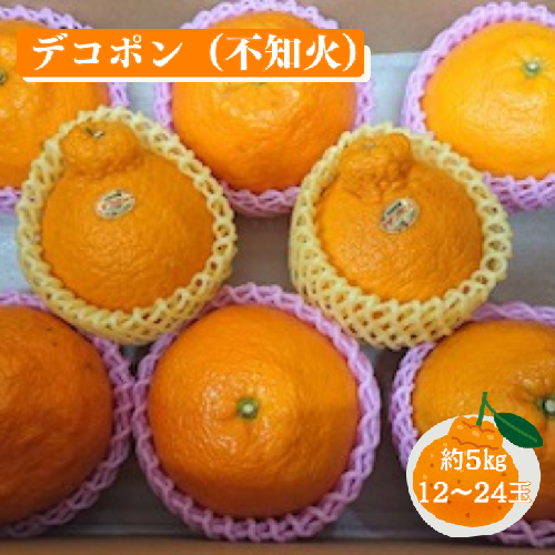 【先行予約】佐賀みかん デコポン【不知火】：B195-006 1759506 - 佐賀県佐賀市