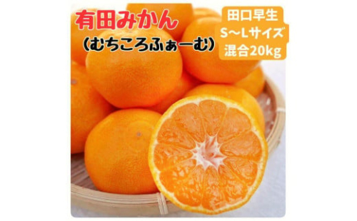 有田みかん 早生S〜Lサイズ混合 約20kg 1774032 - 和歌山県有田川町