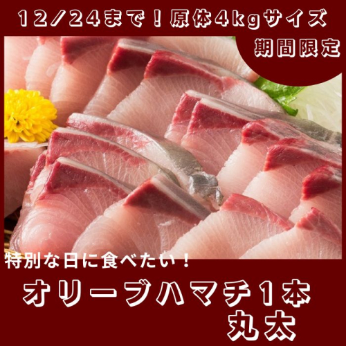 期間限定受付 オリーブハマチ1本まるごと(1本まるごと)【C-231】 1776435 - 香川県多度津町
