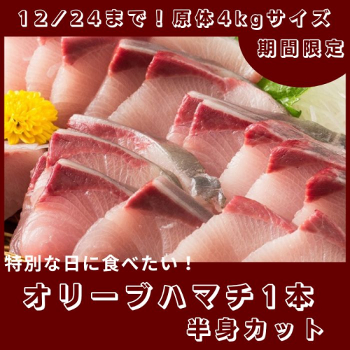 期間限定受付 オリーブハマチ1本まるごと(半身カット)【C-232】 1776460 - 香川県多度津町