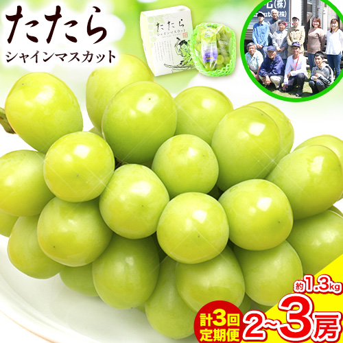 【令和7年度産先行予約】 【3回定期便】マスカット シャインマスカット 約1.3kg(2～3房)《8月下旬-10月下旬頃出荷》たたらみねらる ギフト 糖度18度以上 フルーツ 種無し ぶどう 葡 Y&G．ディストリビューター 岡山県 笠岡市 定期便 1819552 - 岡山県笠岡市