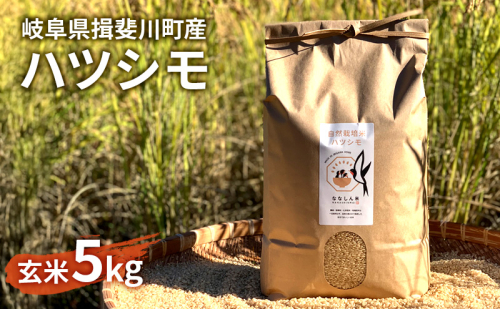 自然尊重で育てた安全な美味しい自然米ハツシモ（玄米）5kg お米  184744 - 岐阜県揖斐川町