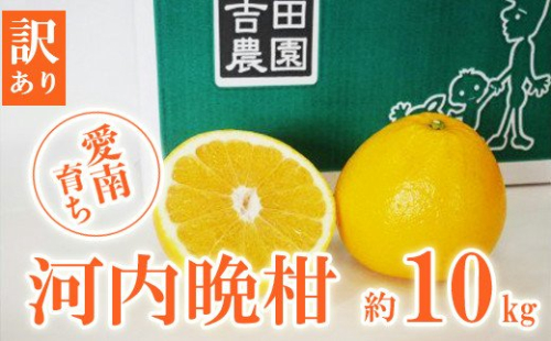 数量限定 先行予約 訳あり 河内晩柑 10kg 12000円 みかん わけあり かわちばんかん 愛南ゴールド あいなん ゴールド 夏 文旦 和製 グレープフルーツ 家庭用 産地直送 国産 農家直送 期間限定 数量限定 ビタミン 健康 おいしい 特産品 ゼリー ジュース アイス 等に 人気 限定 さわやか 甘い フルーツ 果物 柑橘 mikan 蜜柑 ミカン 規格外 吉田農園 愛南町 愛媛県 185478 - 愛媛県愛南町