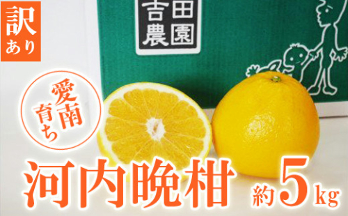 数量限定 先行予約 訳あり 河内晩柑 5kg 7000円 みかん わけあり かわちばんかん 愛南ゴールド あいなん ゴールド 夏 文旦 和製 グレープフルーツ 家庭用 産地直送 国産 農家直送 期間限定 数量限定 ビタミン 健康 おいしい 特産品 ゼリー ジュース アイス 等に 人気 限定 さわやか 甘い フルーツ 果物 柑橘 mikan 蜜柑 ミカン 規格外 吉田農園 愛南町 愛媛県 185479 - 愛媛県愛南町