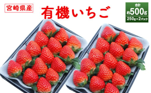 <宮崎県産 有機いちご250g×2パック>※入金確認後、2025年1月~3月迄に順次出荷します。 1865953 - 宮崎県高鍋町