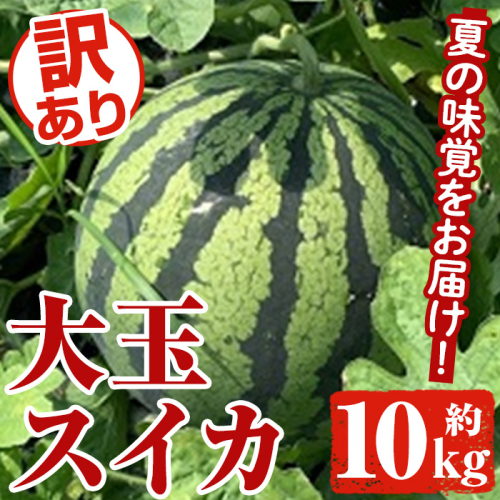 訳あり!鹿児島県産 大玉スイカ(1玉・約10kg) 国産 果物 スイカ すいか 西瓜 フルーツ スイーツ スムージー ジュース【松永青果】akn053-21 1866559 - 鹿児島県阿久根市