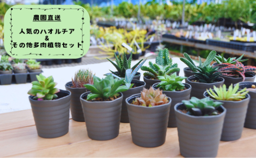 944.人気のハオルチア&その他の多肉植物詰め合わせ(A944-1) 1868628 - 和歌山県有田市