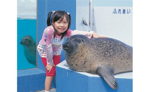 【数量限定】南知多ビーチランド飼育係一日体験 186931 - 愛知県美浜町