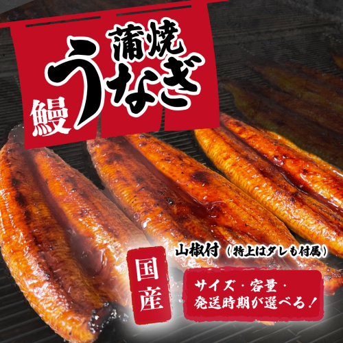  国産 うなぎ 蒲焼 山椒付き 【サイズ・容量・ギフト・発送時期が選べる】 特上2尾 550g以上 (カット加工有・無) / 3尾 380g以上 / 5尾 640g以上 ウナギ 鰻 ふぞろい 不揃い うな重 ひつまぶし 人気 茨城 八千代町 ふるさと納税 冷凍 タレ 山椒 父の日 母の日 ギフト お中元 お歳暮 [SF045ya00] 1884889 - 茨城県八千代町