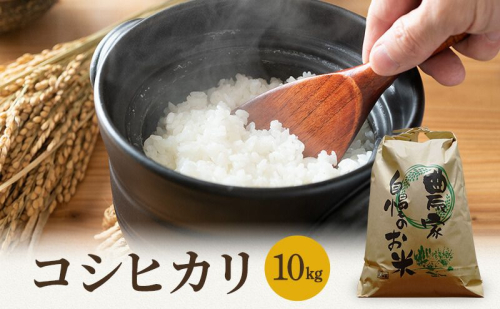 米 令和7年産 コシヒカリ 10kg 白米 精米 こめ コメ 一等米 特A 特a米 新米 こしひかり 山心ファーム 福井 福井県 若狭町 189642 - 福井県若狭町
