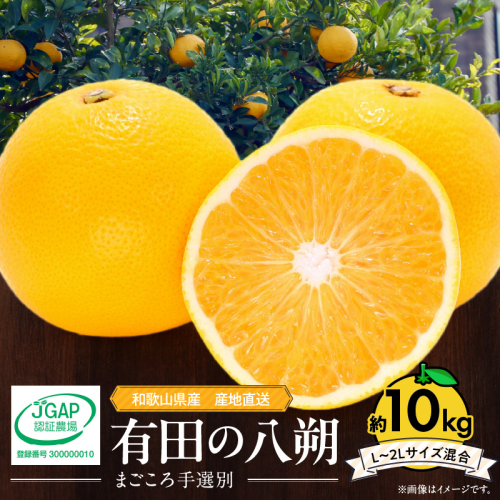 ZE6153n_【2026年先行予約】和歌山県産 有田の 八朔 (はっさく) 10kg (L～2Lサイズ混合)【まごころ手選別】 189812 - 和歌山県湯浅町