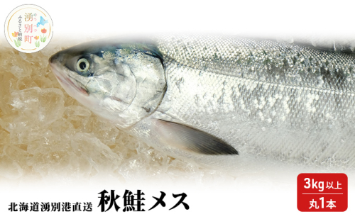 先行予約北海道 湧別港直送 秋鮭 メス 3kg以上（丸1本）納期指定不可 さけ サケ いくら 筋子 国産 生 冷蔵 魚貝類 サーモン イクラ  189927 - 北海道湧別町