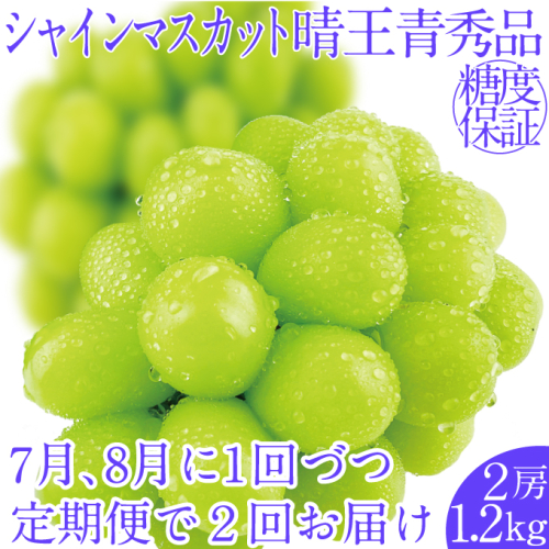 2025年予約受付中【2回定期便】シャインマスカット晴王2房 約1.2kg 7月8月に出荷 人気 岡山県産 種無し 皮ごと食べる みずみずしい フレッシュ 晴れの国 おかやま 果物大国 ハレノフルーツ 1910428 - 岡山県瀬戸内市