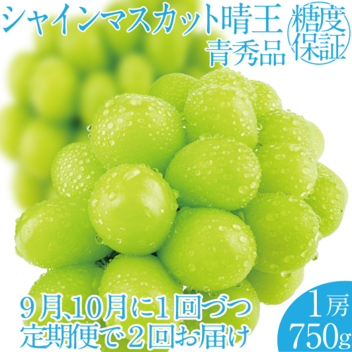2025年 先行予約受付中【2回定期便】シャインマスカット晴王1房 約750g 岡山県産 種無し 皮ごと食べる みずみずしい 甘い フレッシュ 瀬戸内 晴れの国 おかやま 果物大国 ハレノフルーツ 1910441 - 岡山県瀬戸内市