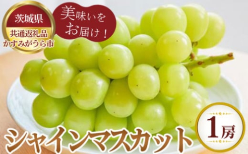 No.802 【先行予約】シャインマスカット 1房700g かすみがうら市産【茨城県共通返礼品 かすみがうら市】 / 旬 新鮮 葡萄 ブドウ 果物 フルーツ 茨城県 特産品 1910476 - 茨城県坂東市