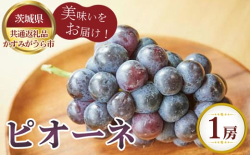 No.803 【先行予約】ピオーネ 1房700g かすみがうら市産【茨城県共通返礼品 かすみがうら市】 / 旬 新鮮 葡萄 ブドウ 果物 フルーツ 茨城県 特産品 1910477 - 茨城県坂東市